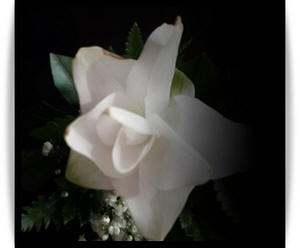 פרח לבן על רקע שחור, צילום קטיה שורצמן, כל הזכויות שמורות