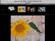 גלריית תצלומי פרחים - צלמת קטיה שורצמן