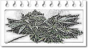 רישום של צמח הקאנביס