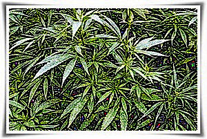 ���� �� ��� �������