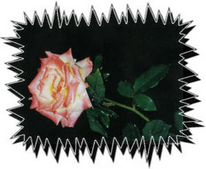 ����� ����� �� ����� �����, ���������� ������� �� ���� �������� �������