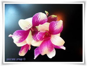 ����� ���������� �� ��� ����